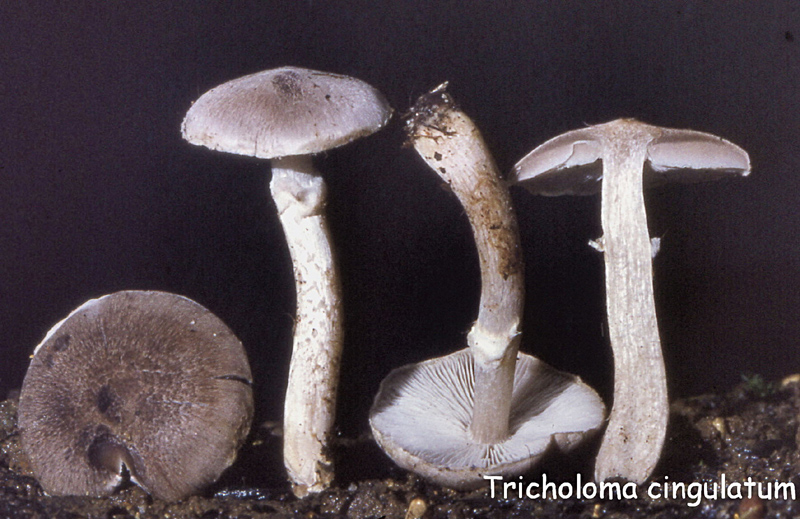 Tricholoma cingulatum-amf1856.jpg